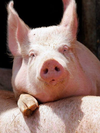 Ferme  des Morinières - Photo 1