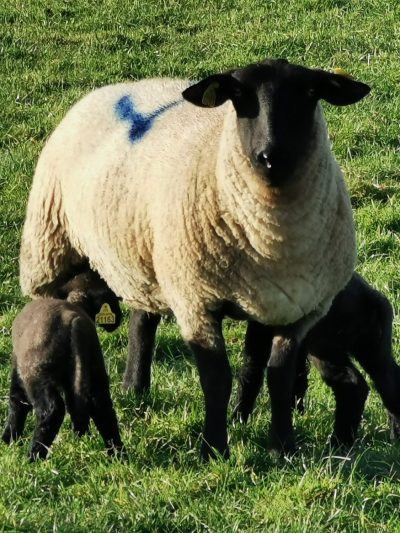 Ferme  des Morinières - Photo 5