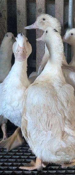 Ferme  des Morinières - Photo 2